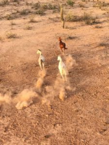 Horses running through Sonoran Desert