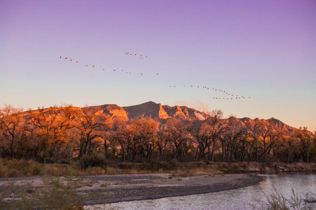 A migrating flock of Canada geese around sunset with the pink-tinged granite peaks of Albuquerque’s Sandia Mountains glowing in the background