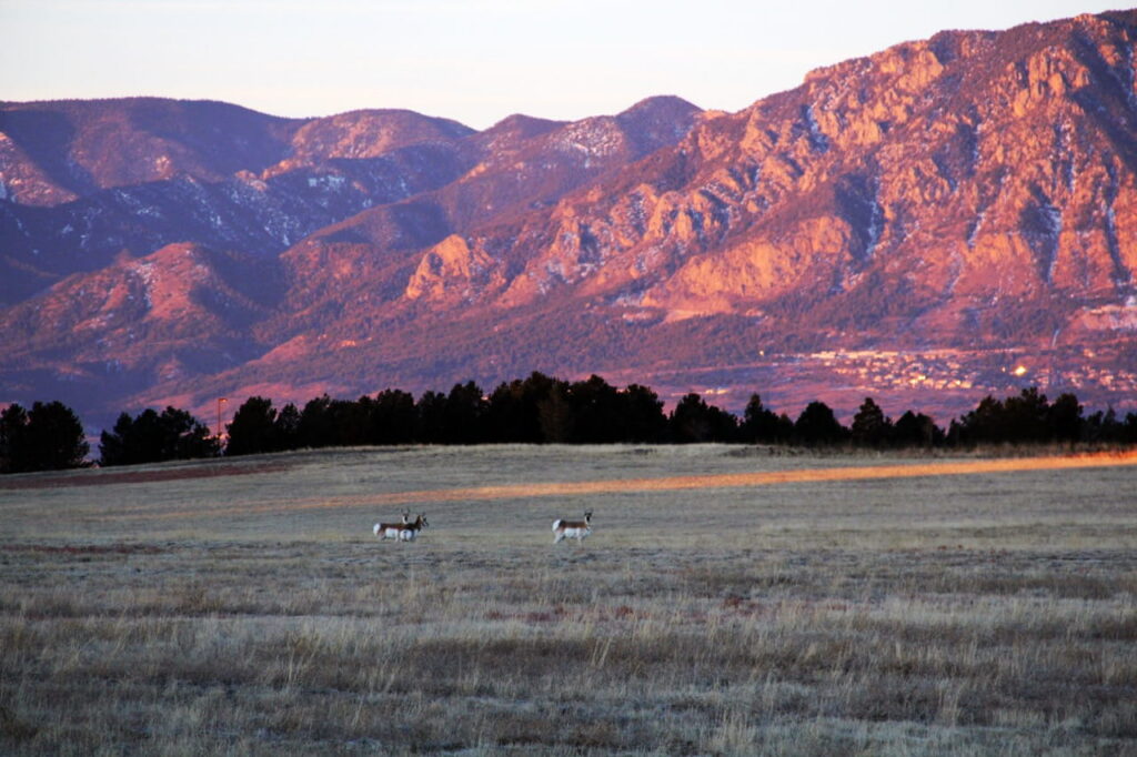 A small band of pronghorn deer grazing in an open grassland plain shortly after sunrise with Colorado Springs’s snow-dusted Rocky Mountains behind them