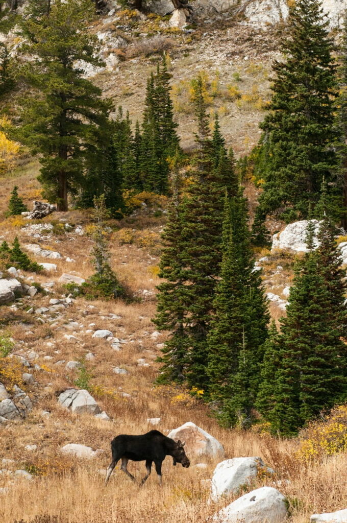 A Shiras moose walking through the rocky, grassy mountain landscape of the Uinta-Wasatch-Cache National Forest