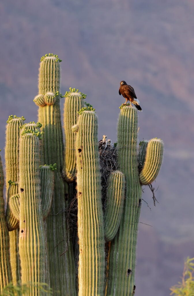 A Harris’s hawk mother watching over a nest full of chicks in one of Arizona’s iconic saguaro cacti